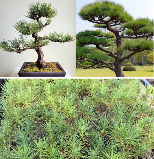 Japanese Black Pine | 30+ seeds | Pinus Thunbergii | Bonsai