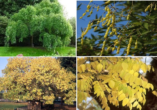 Japanese Pagoda Tree | Styphnolobium Japonicum | 20+ seeds