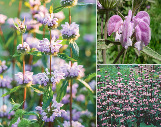 Jerusalem Sage | Phlomis Tuberosa | 15+ seeds | Turkish Sage | Pollenator Magnet