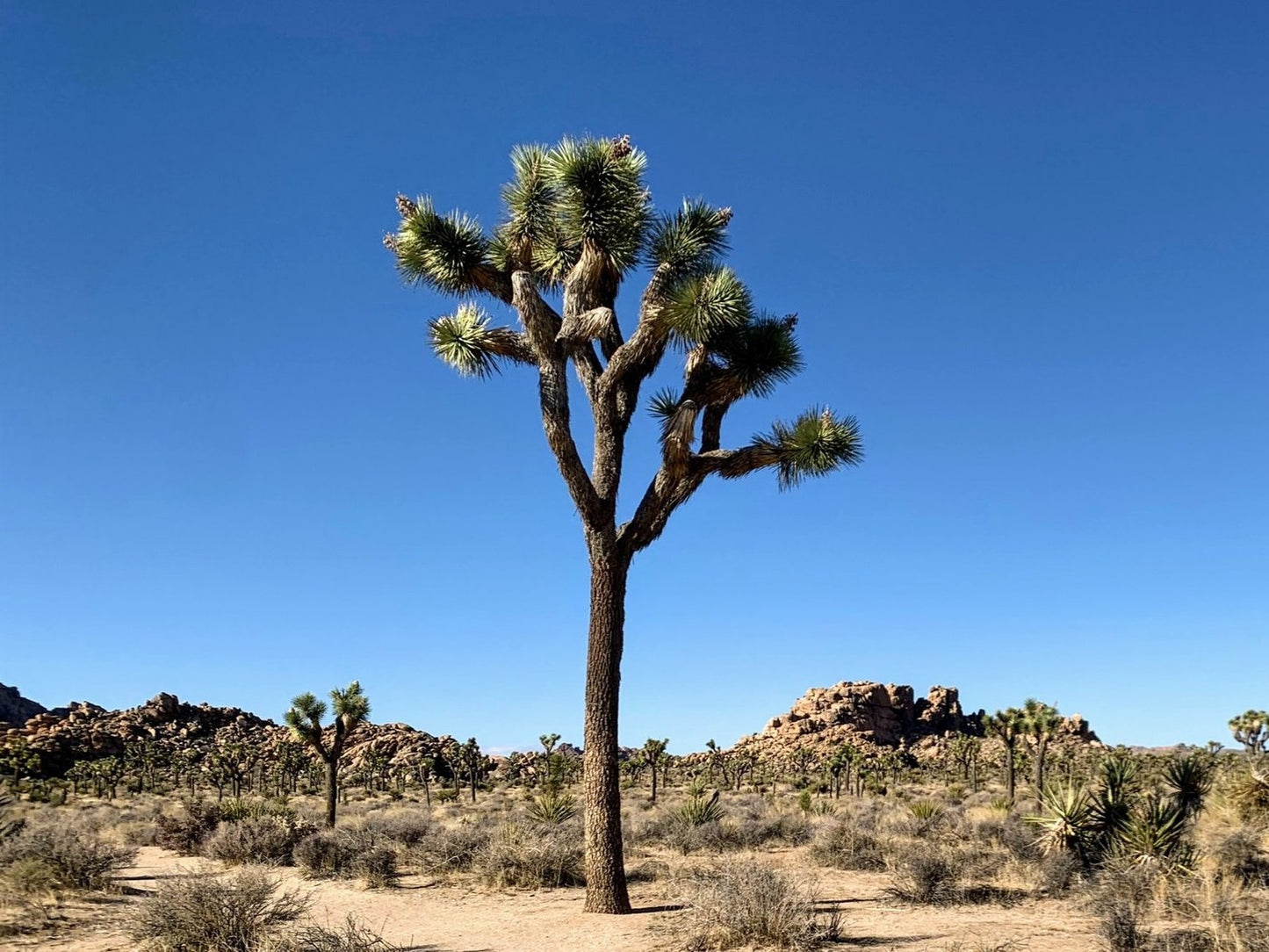 Blue Joshua Tree | Yucca Brevifolia | 6 seeds | Rare | House Plant