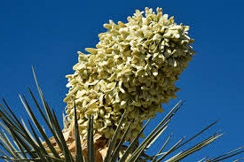 Blue Joshua Tree | Yucca Brevifolia | 6 seeds | Rare | House Plant