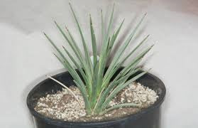 Blue Joshua Tree | Yucca Brevifolia | 6 seeds | Rare | House Plant