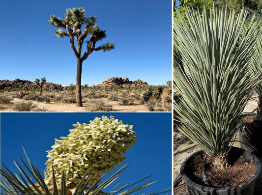 Blue Joshua Tree | Yucca Brevifolia | 6 seeds | Rare | House Plant
