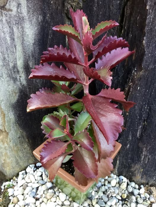 Kalanchoe Thyrsiflora | 10+ seeds | Rare Succulent | House Plant