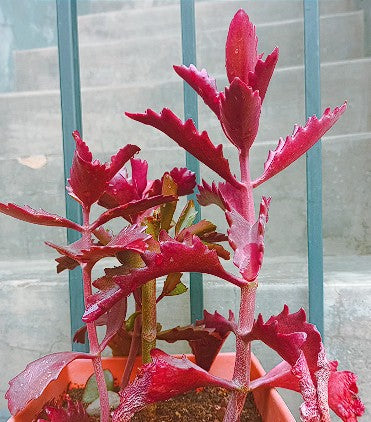 Kalanchoe Thyrsiflora | 10+ seeds | Rare Succulent | House Plant