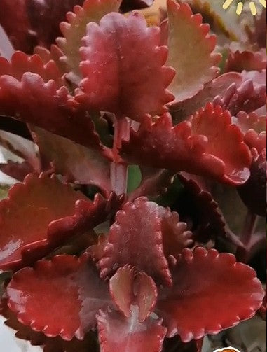 Kalanchoe Thyrsiflora | 10+ seeds | Rare Succulent | House Plant