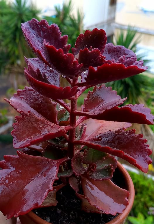 Kalanchoe Thyrsiflora | 10+ seeds | Rare Succulent | House Plant