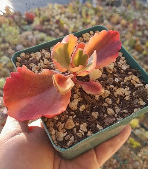 Kalanchoe Thyrsiflora | 10+ seeds | Rare Succulent | House Plant