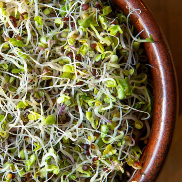 Kale Sprouting Seeds | 2,800+ Organic Seeds | Microgreens