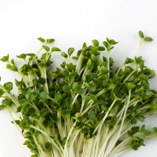 Organic Seeds for Sprouting / Sprouts | Many Types | Healthy Microgreens all year round!