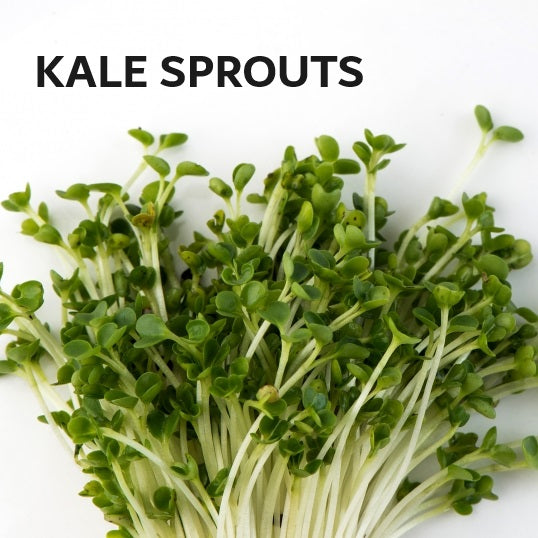 Organic Seeds for Sprouting / Sprouts | Many Types | Healthy Microgreens all year round!