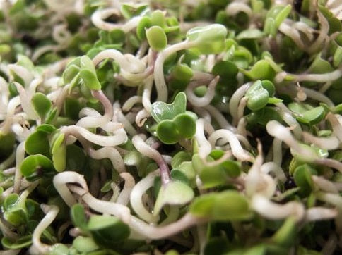 Kale Sprouting Seeds | 2,800+ Organic Seeds | Microgreens