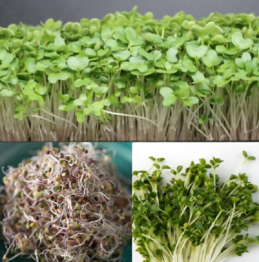 Kale Sprouting Seeds | 2,800+ Organic Seeds | Microgreens
