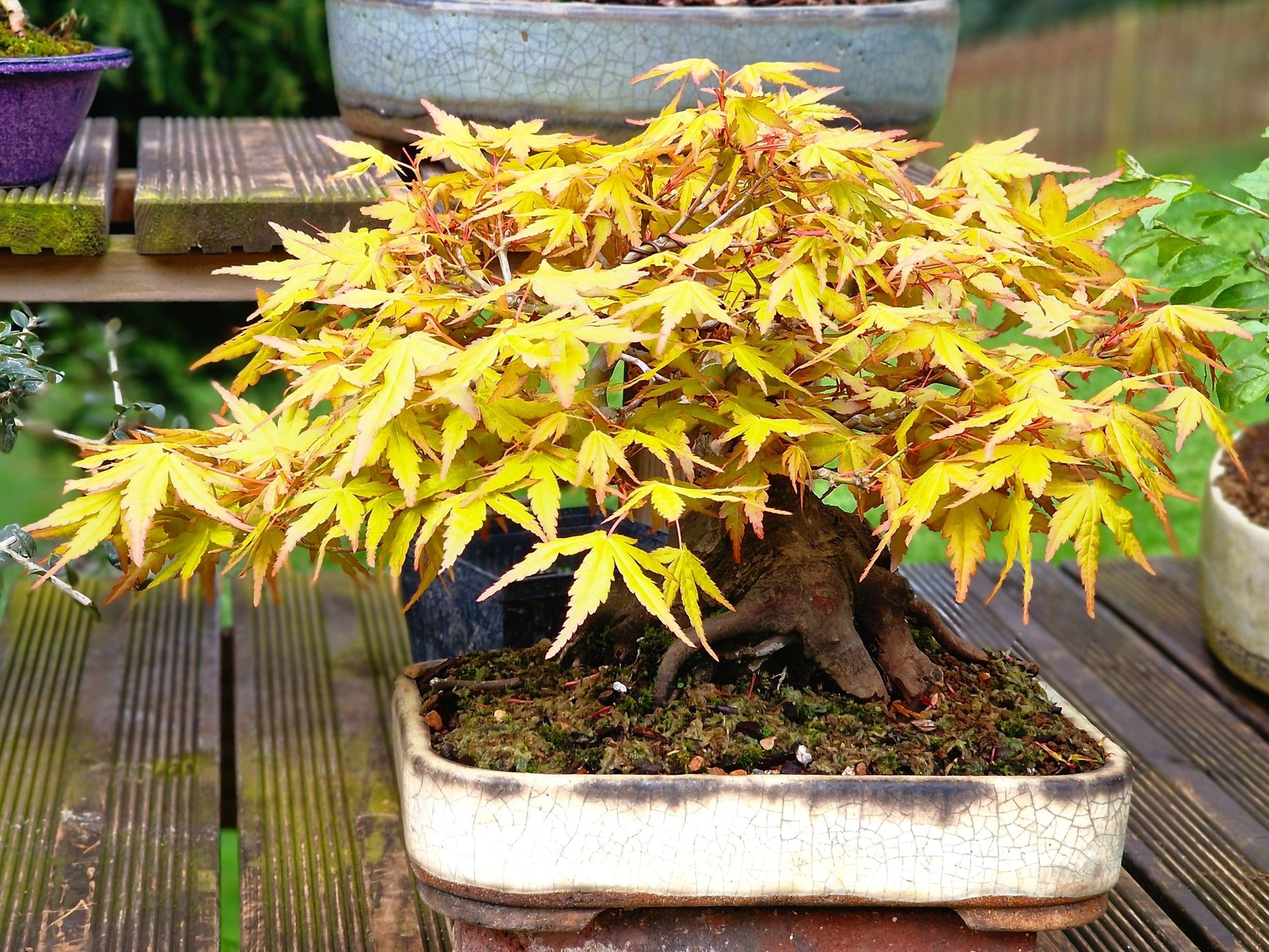 katsura tree bonsai Katsura | 25+ seeds | Cercidiphyllum Japonicum