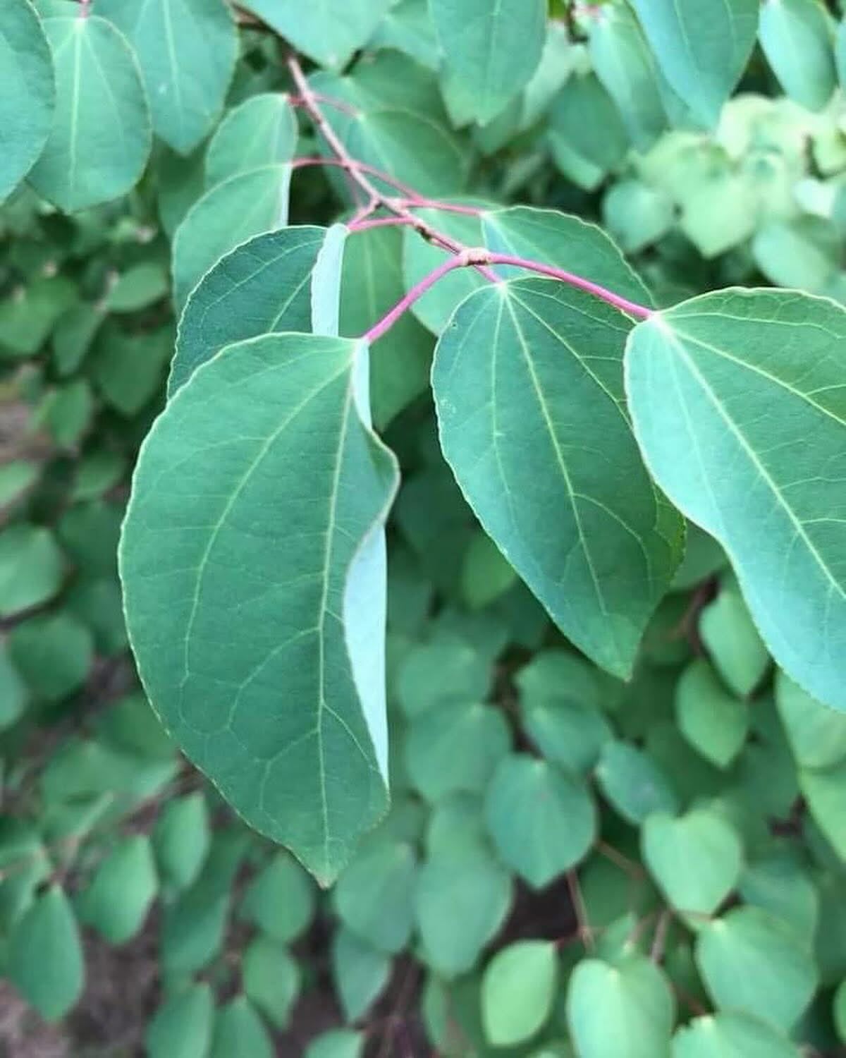 Katsura | 25+ seeds | Cercidiphyllum Japonicum | Toffee Apple Seeds