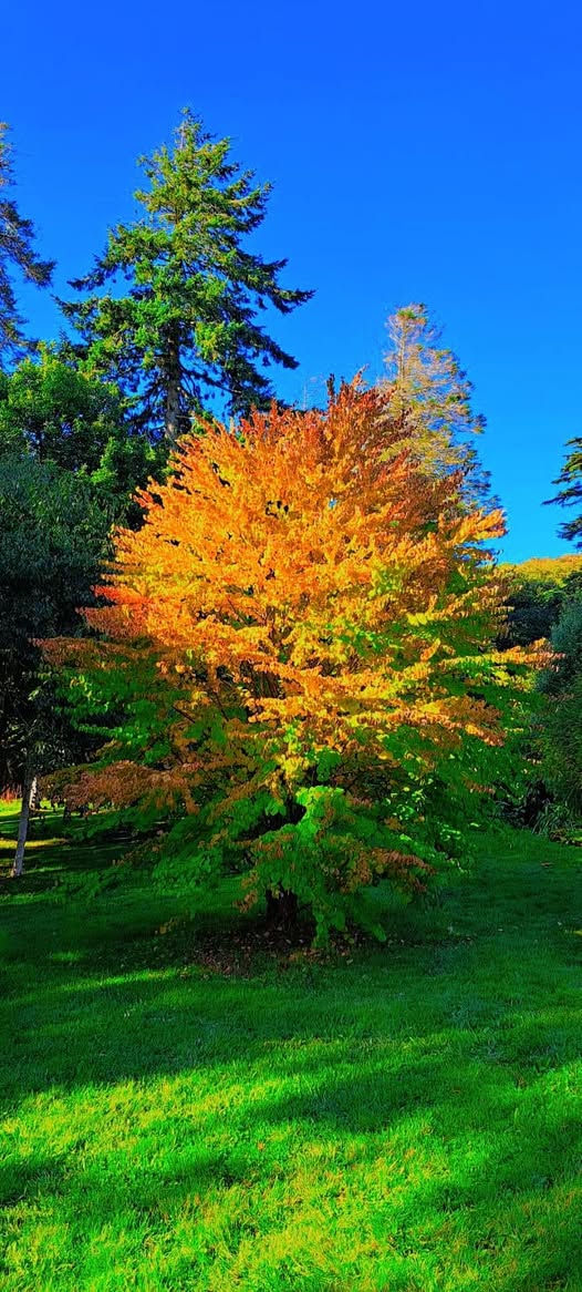 Katsura | 25+ seeds | Cercidiphyllum Japonicum | Toffee Apple Seeds