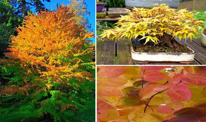 Katsura | 25+ seeds | Cercidiphyllum Japonicum | Toffee Apple Seeds