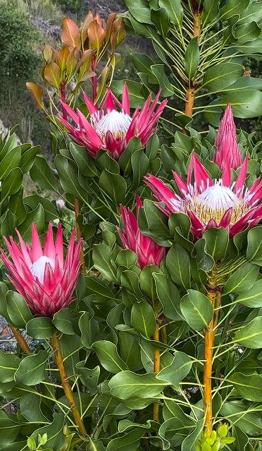 Protea Cynaroides | 10+ seeds| South Africa | King Sugar Bush