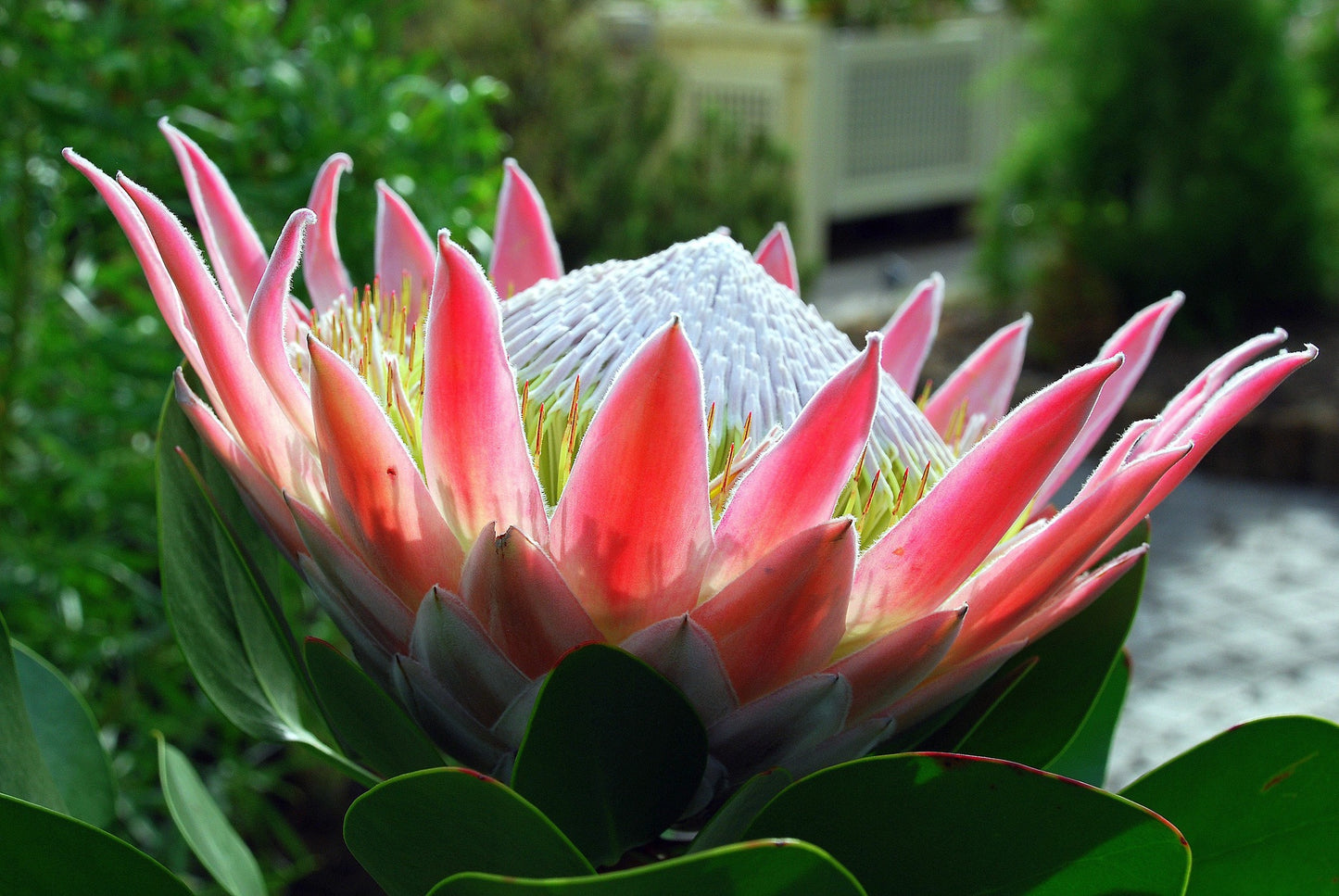 Protea Cynaroides | 10+ seeds| South Africa | King Sugar Bush