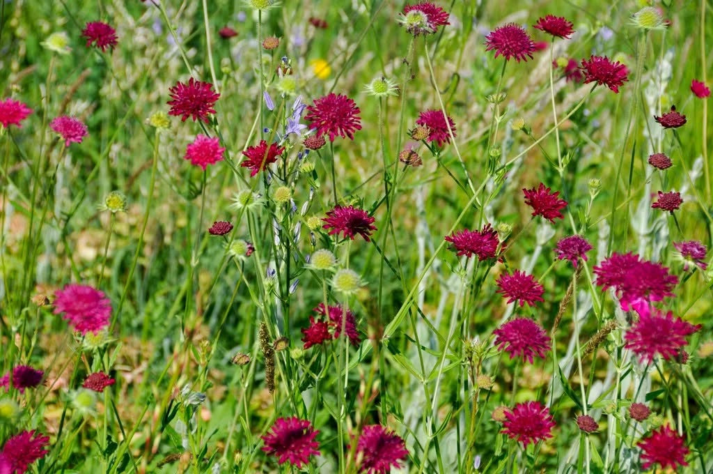 Knautia Macedonica | Red Knight | 30+ seeds | Perennial | Drought Tolerant