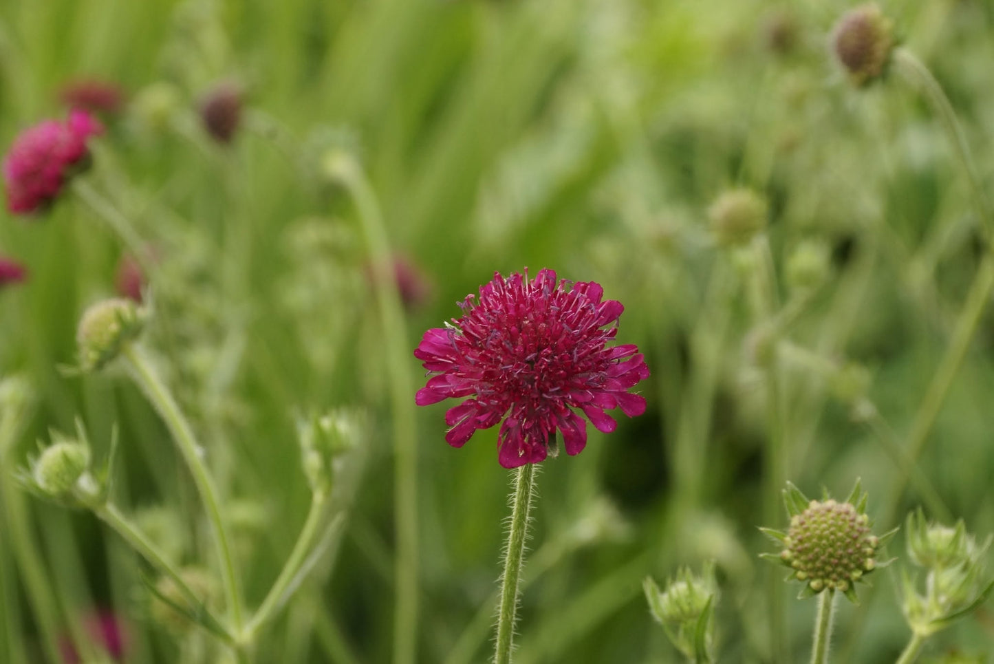 Knautia Macedonica | Red Knight | 30+ seeds | Perennial | Drought Tolerant