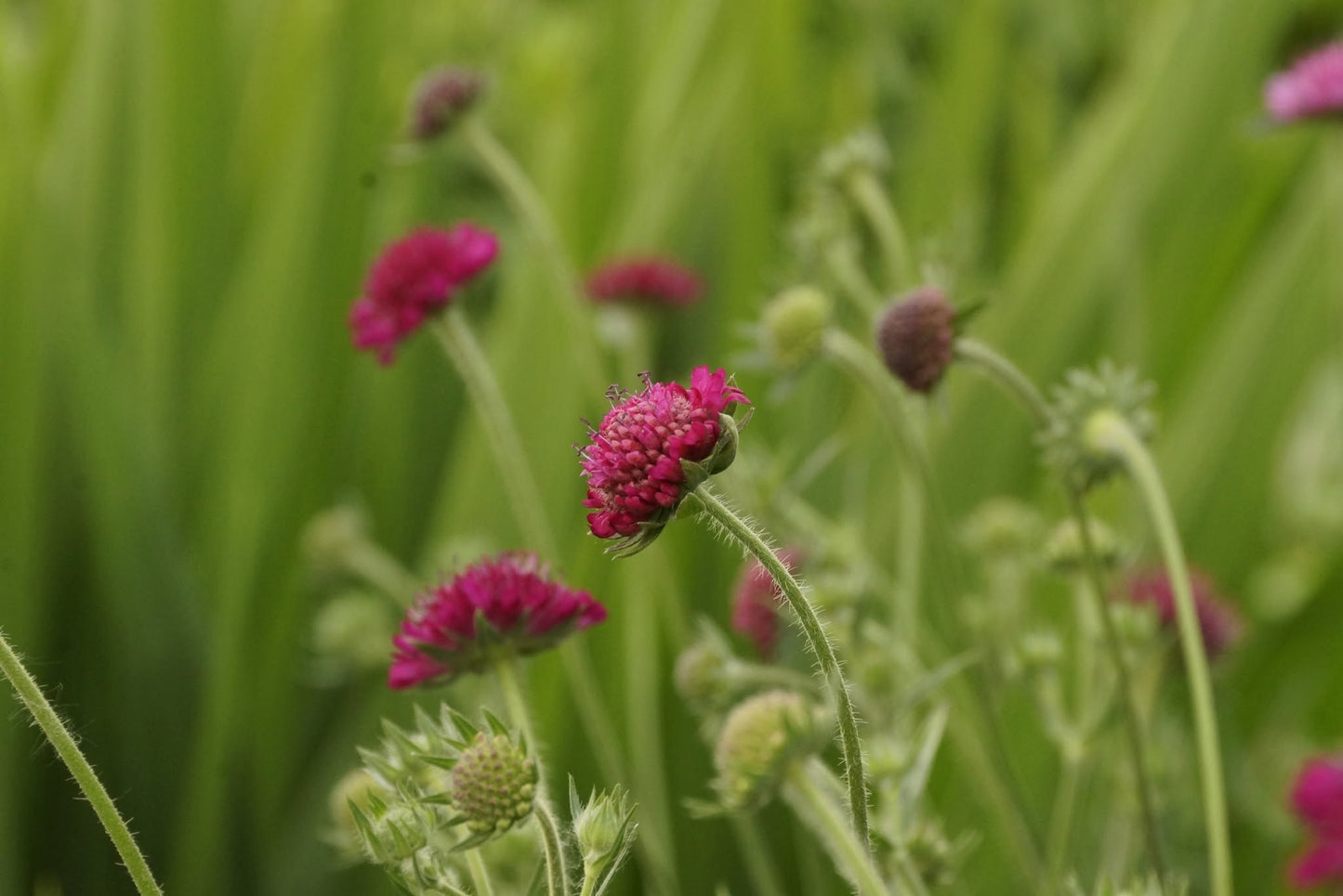 Knautia Macedonica | Red Knight | 30+ seeds | Perennial | Drought Tolerant