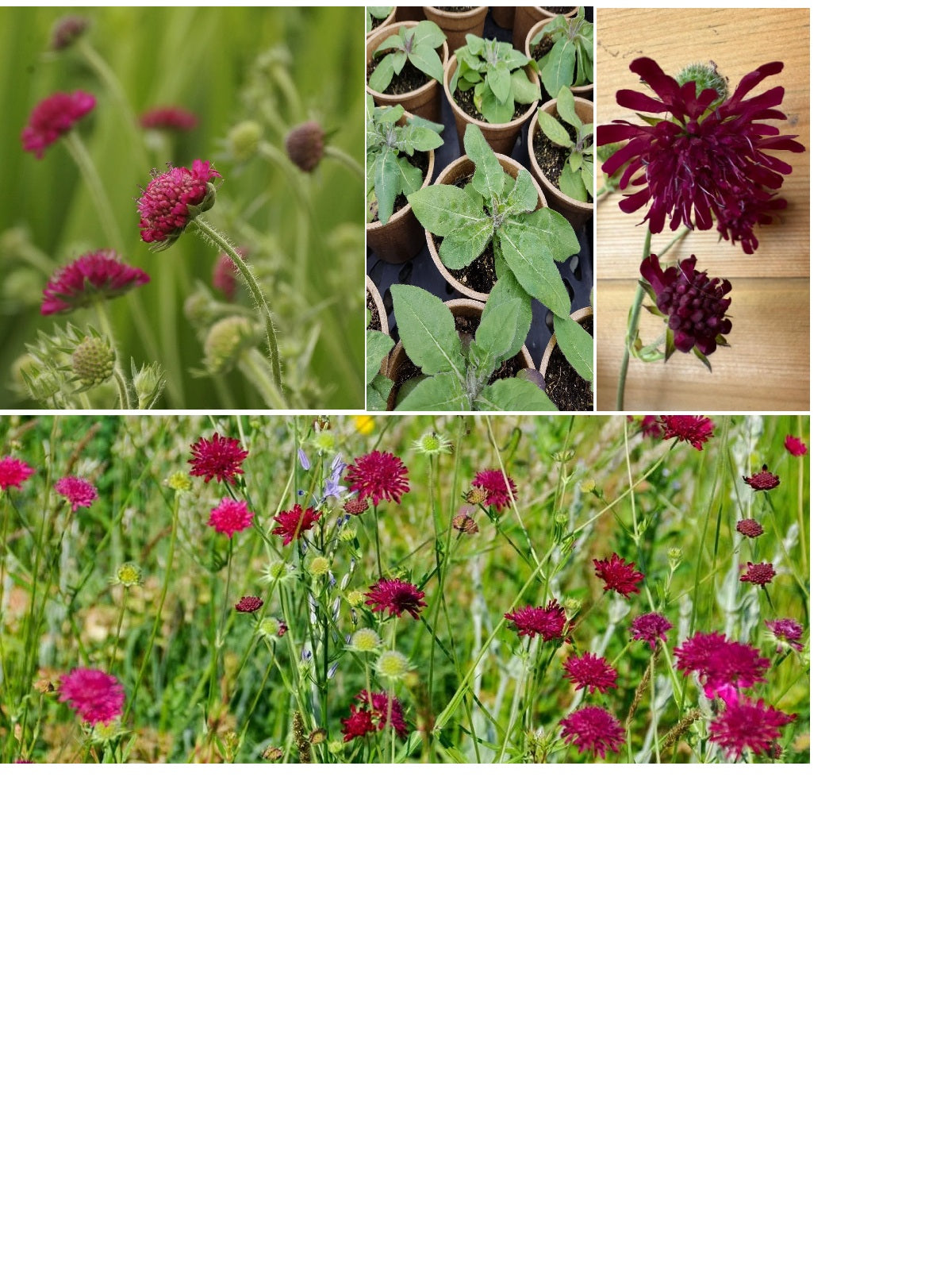 Knautia Macedonica | Red Knight | 30+ seeds | Perennial | Drought Tolerant