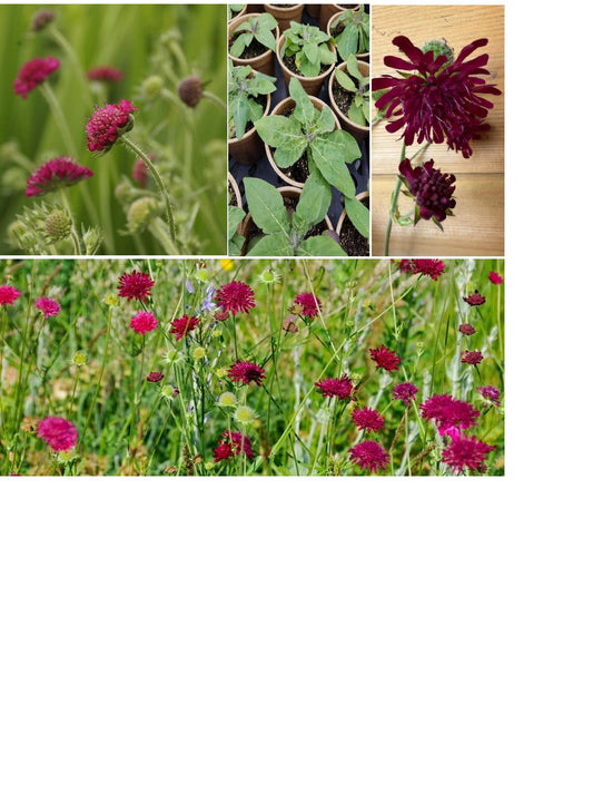Knautia Macedonica | Red Knight | 30+ seeds | Perennial | Drought Tolerant