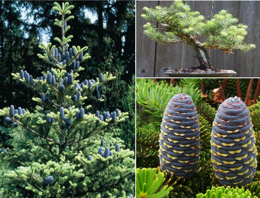 Korean Fir | Abies Koreana | 25+ seeds | Bonsai | Hardy