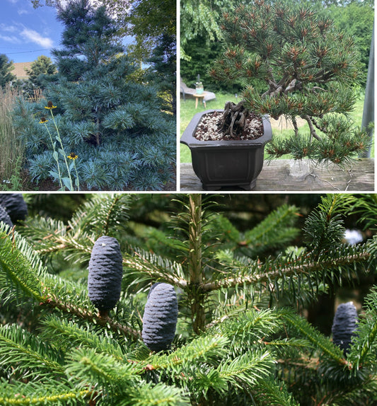 Korean Pine | 7 seeds | Pinus Koraiensis | Bonsai | Rare | Pine Nuts