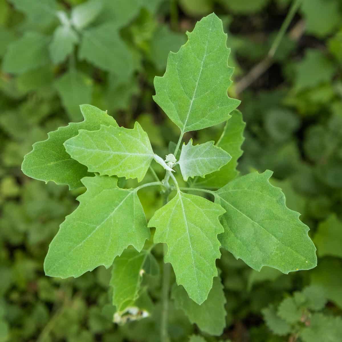 Bathua seeds | Lamb’s Quarters | Fat Hen | Wild Spinach | 200+ seeds