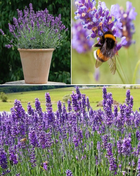 English Lavender Seeds | Lavandula Angustifolia Vera | 1000+ seeds