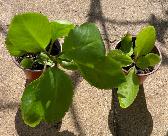 3 x Leaf of Life Leaves | Kalanchoe Pinnata | From own plants