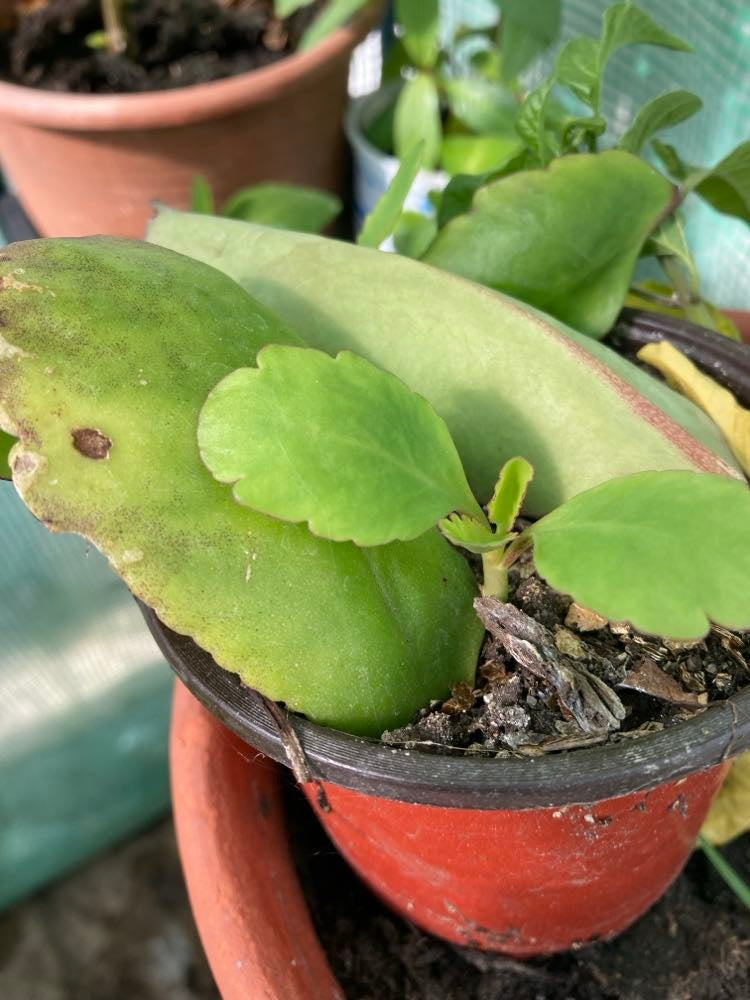 3 x Leaf of Life Leaves | Kalanchoe Pinnata | From own plants