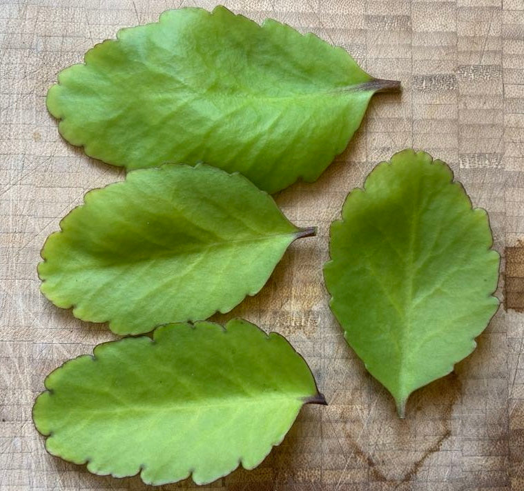 3 x Leaf of Life Leaves | Kalanchoe Pinnata | From own plants