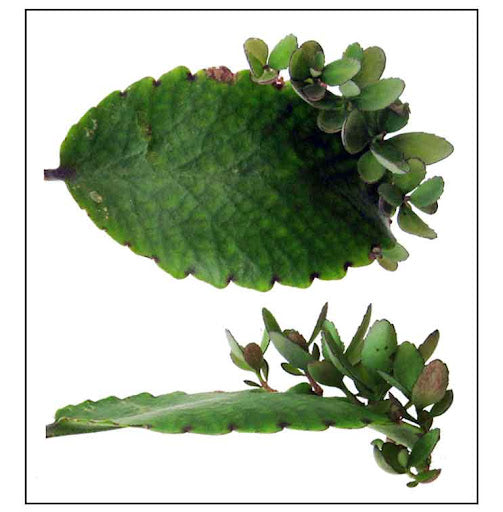 3 x Leaf of Life Leaves | Kalanchoe Pinnata | From own plants