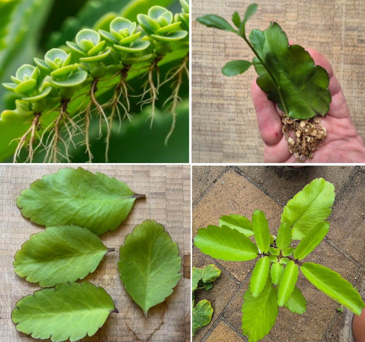 4 x Large Leaf of Life Leaves | Kalanchoe Pinnata | From own plants