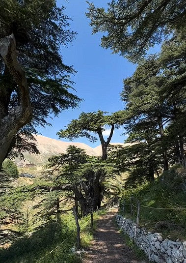 Lebanon Cedar | Cedrus Libani | 10 seeds | Bonsai |