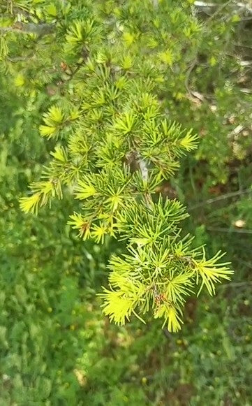 Lebanon Cedar | Cedrus Libani | 10 seeds | Bonsai |