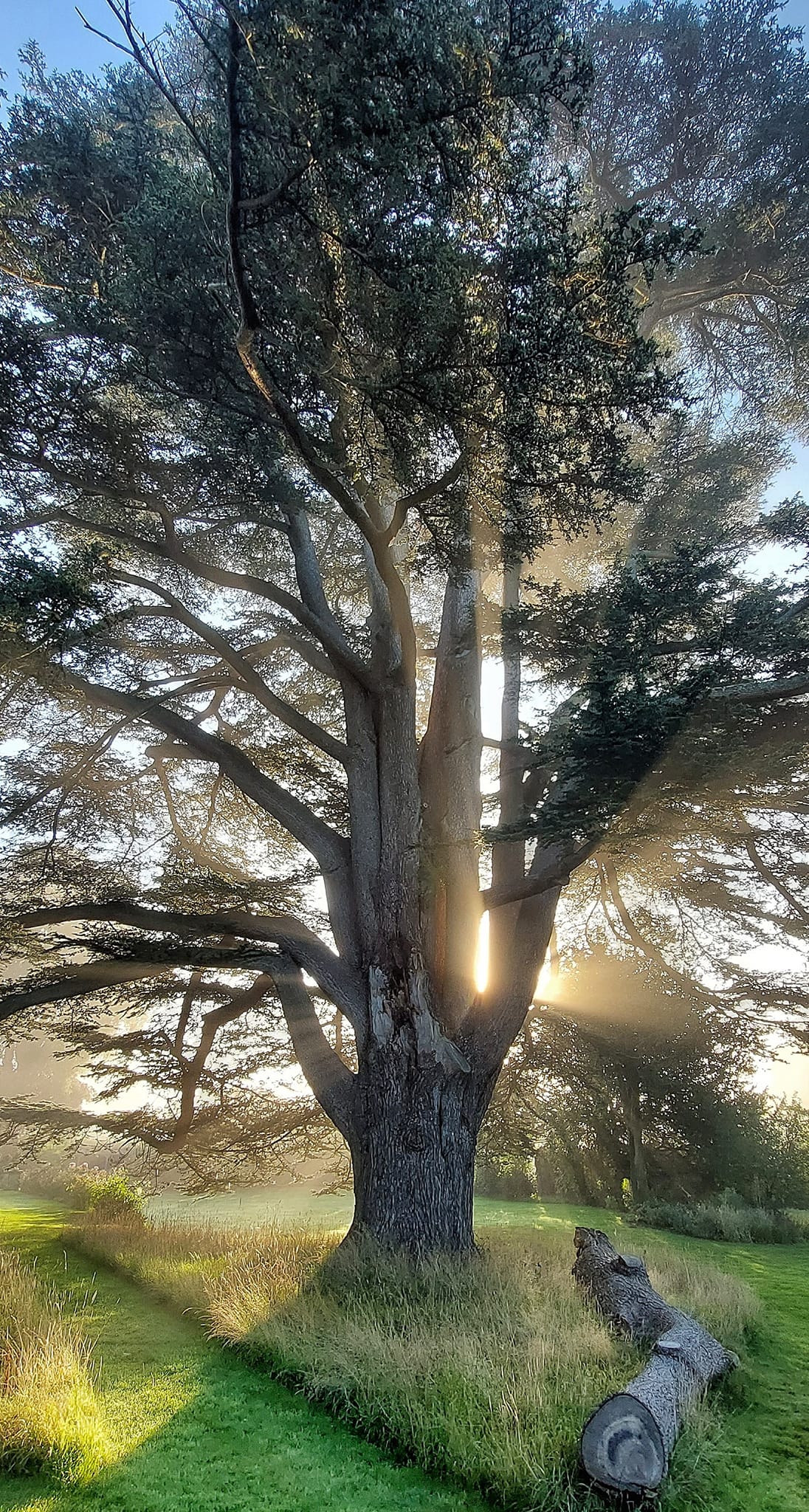 Lebanon Cedar | Cedrus Libani | 10 seeds | Bonsai |