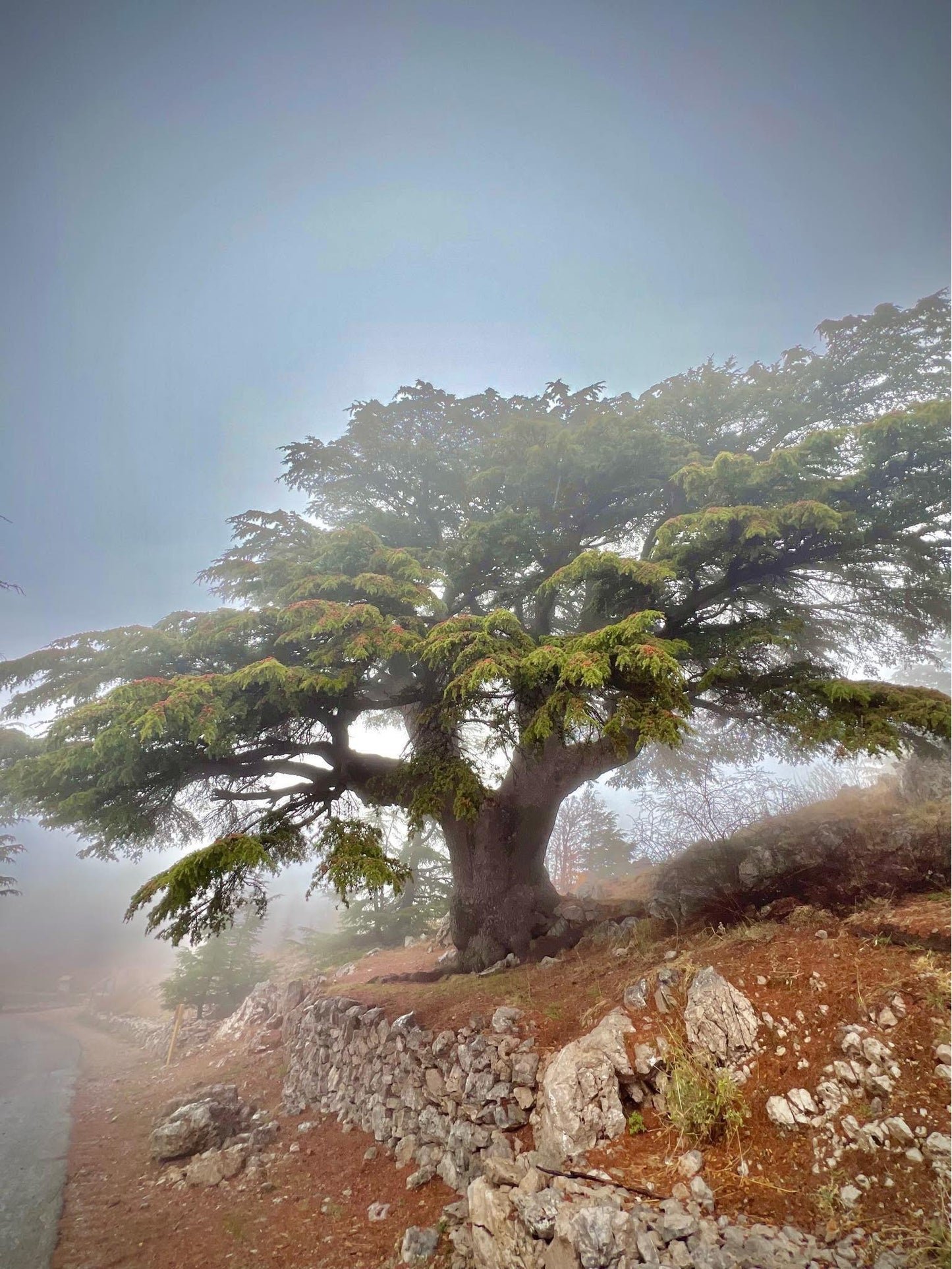 Lebanon Cedar | Cedrus Libani | 10 seeds | Bonsai |