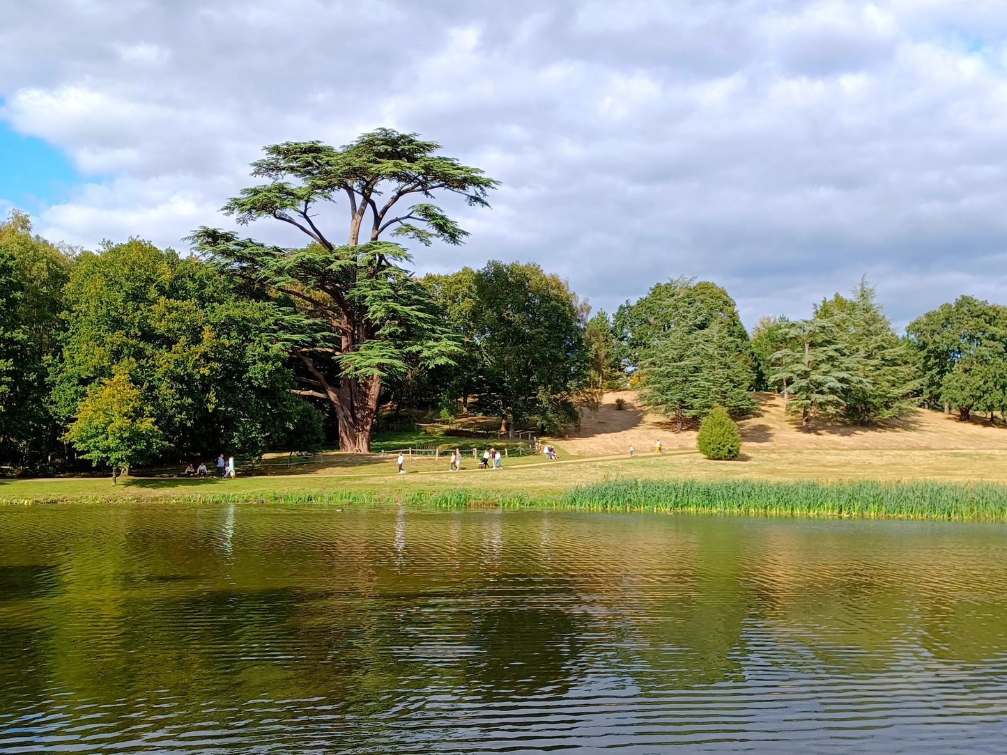 Lebanon Cedar | Cedrus Libani | 10 seeds | Bonsai |