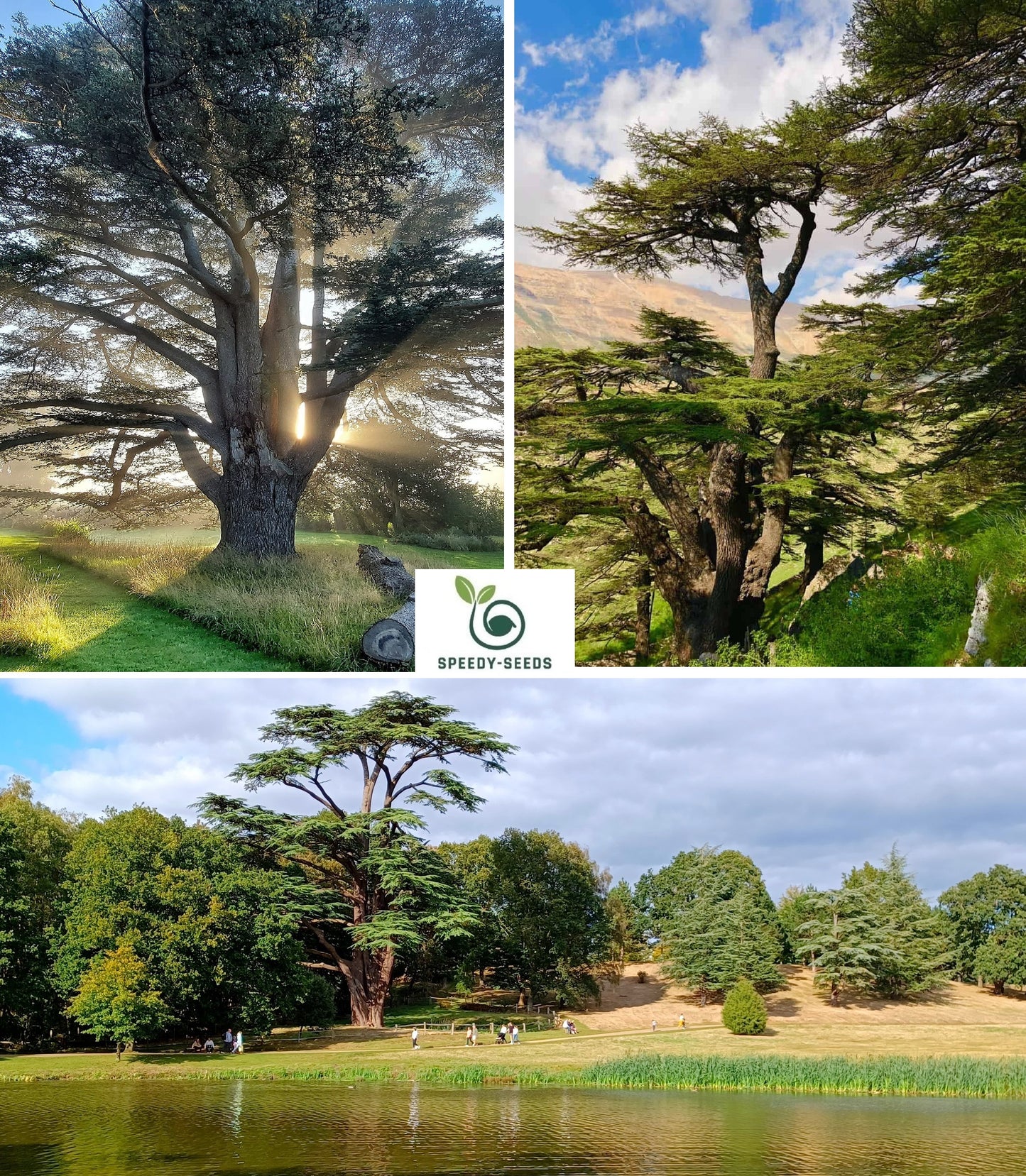 Lebanon Cedar | Cedrus Libani | 10 seeds | Bonsai |