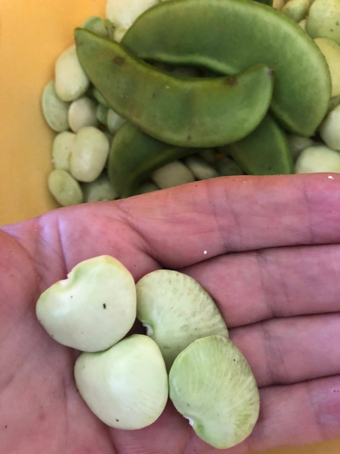 Organic Lima Bean Seeds | 15 Seeds | Butter Beans | High Germination