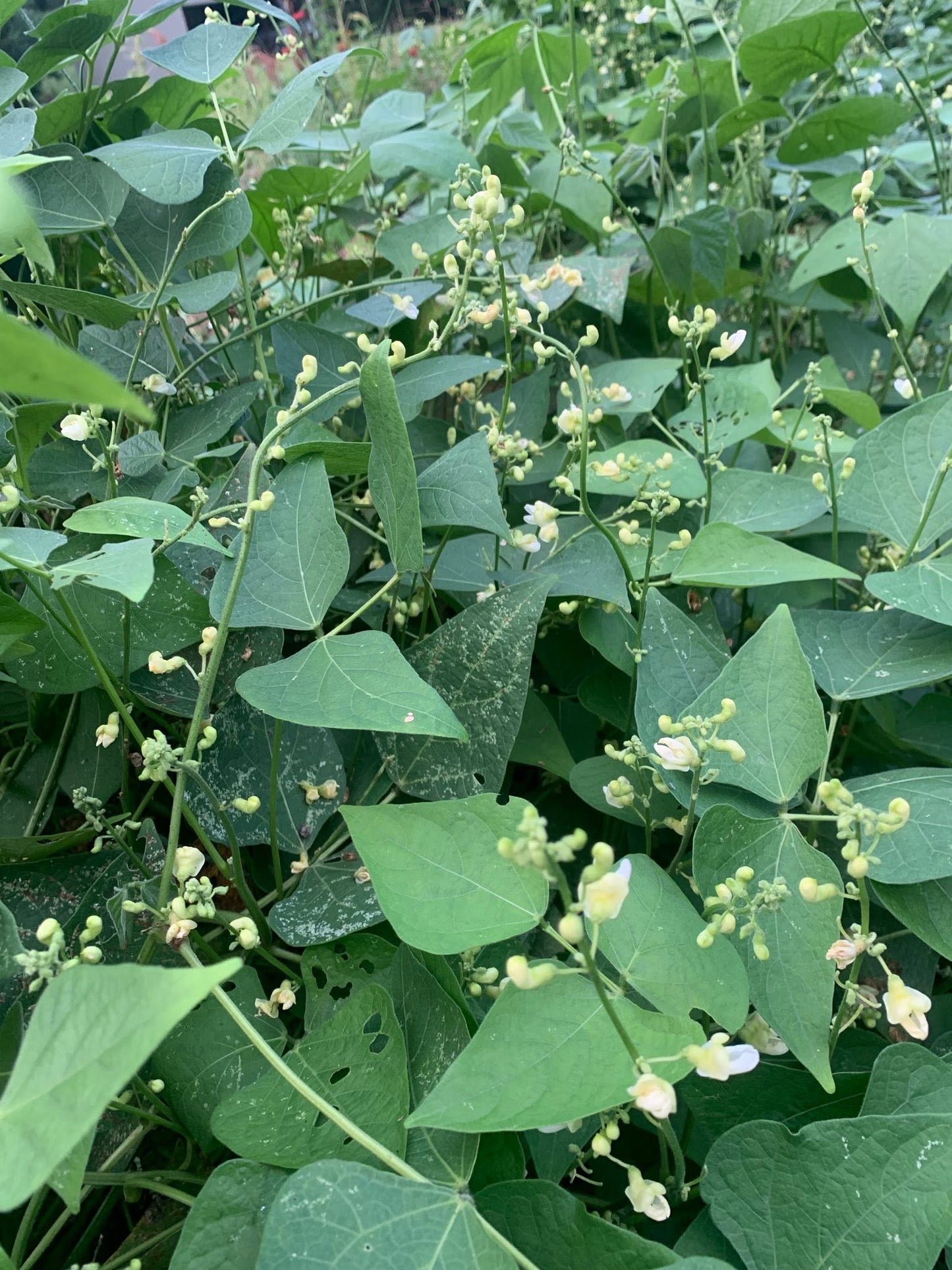 Organic Lima Bean Seeds | 15 Seeds | Butter Beans | High Germination