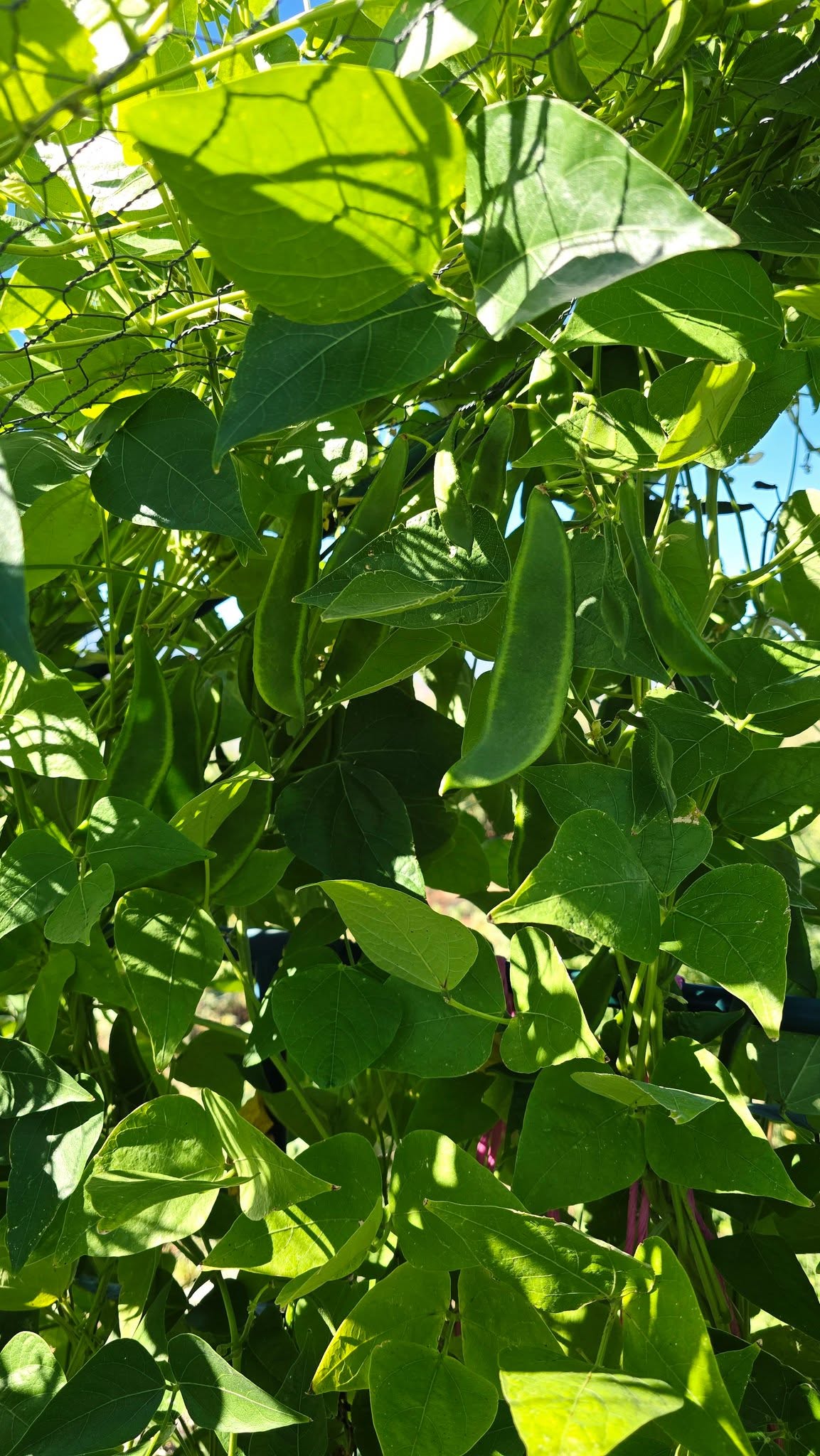 Organic Lima Bean Seeds | 15 Seeds | Butter Beans | High Germination