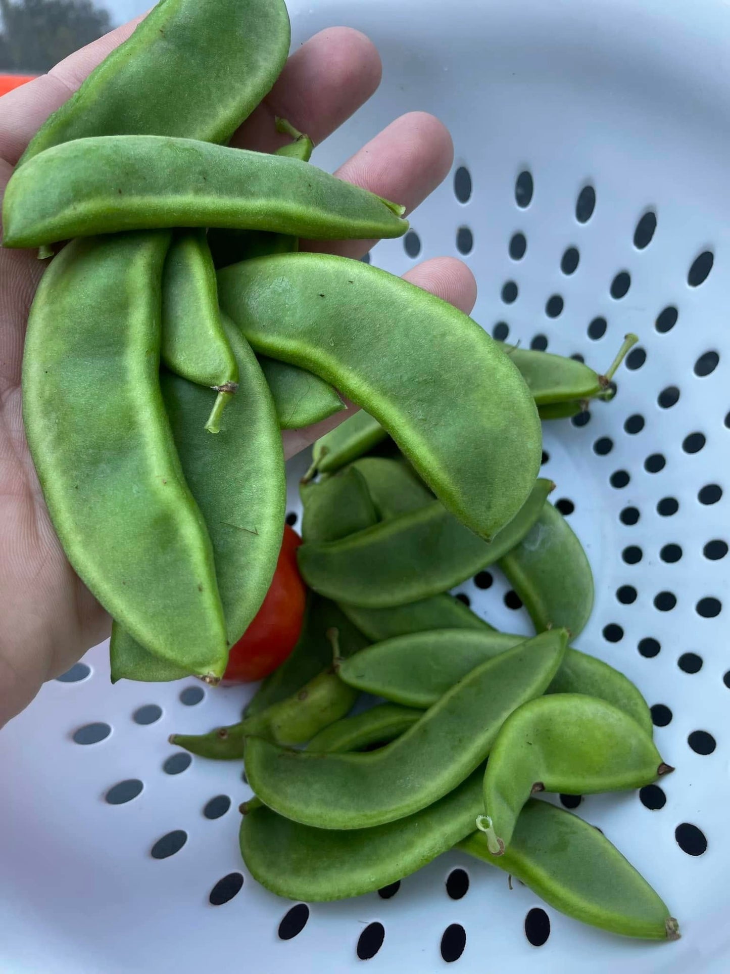 Organic Lima Bean Seeds | 15 Seeds | Butter Beans | High Germination
