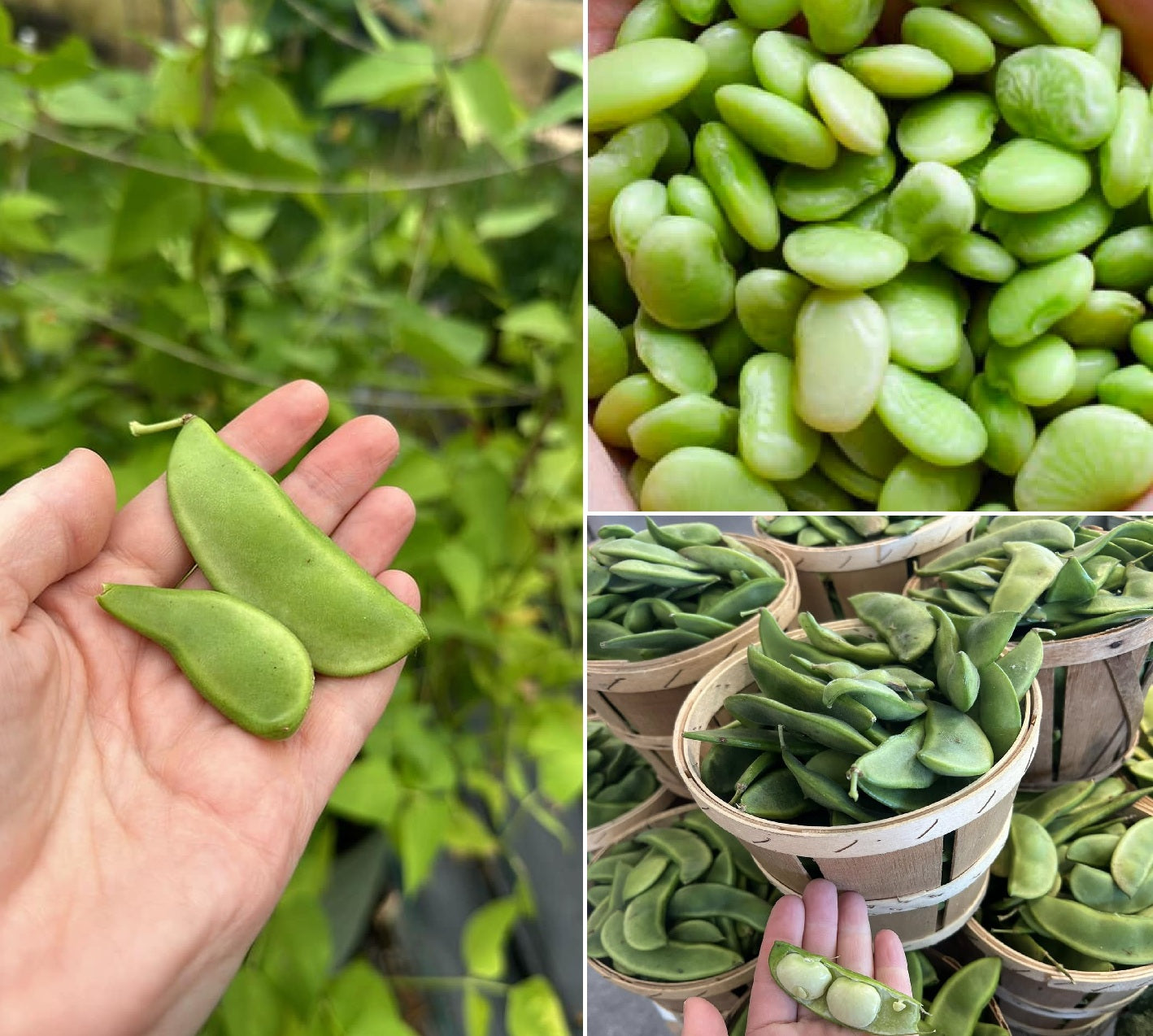 Organic Lima Bean Seeds | 15 Seeds | Butter Beans | High Germination