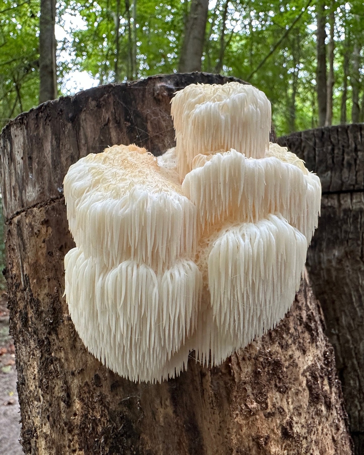 Lion's Mane Mushroom spawn dowels x30 | Free Wax | Hericium Erinaceus