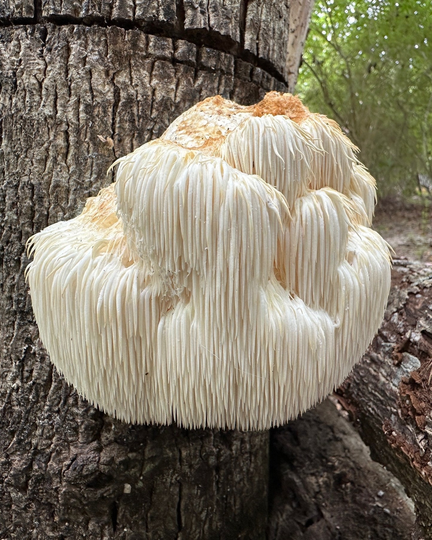 Lion's Mane Mushroom spawn dowels x30 | Free Wax | Hericium Erinaceus